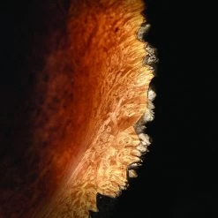 Odie's Oil, 9 Oz. -Best Tool Shop 56561 05 1000